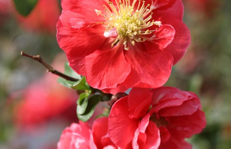 Chaenomeles speciosa Pink Storm Chaenomeles speciosa Pink Storm