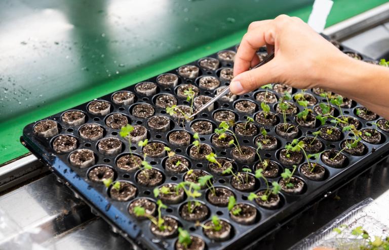 Young plants - know-how Young plants - know-how