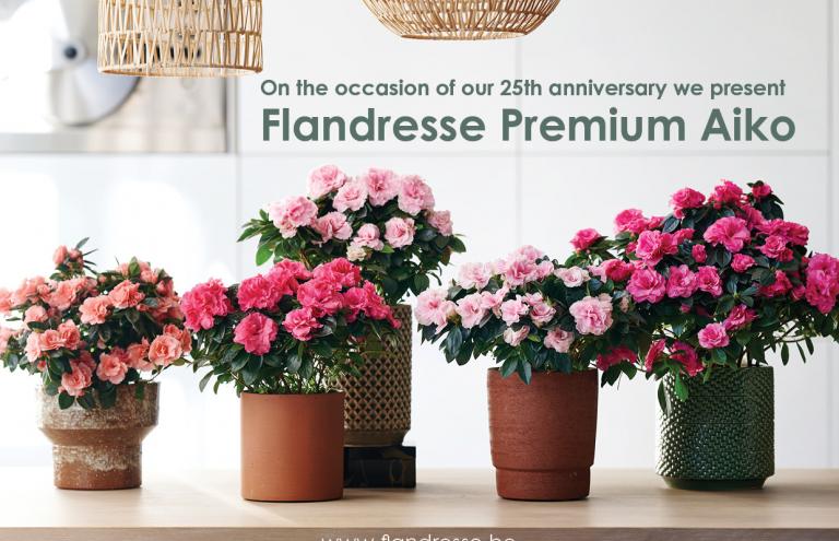 Foto Flandresse 25y EN Foto Flandresse 25y EN