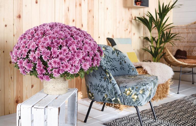 Chrysantheme Chrysantheme