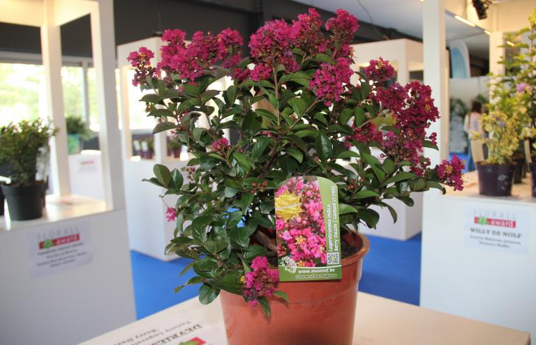 Lagerstroemia indica Berry Dazzle
