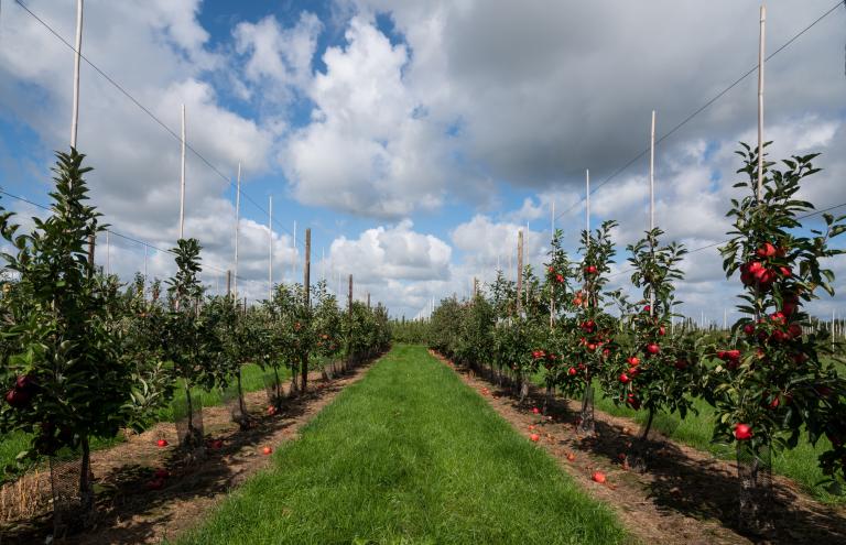 Fruit trees Fruit trees