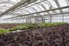 Jeunes plants - large assortiment