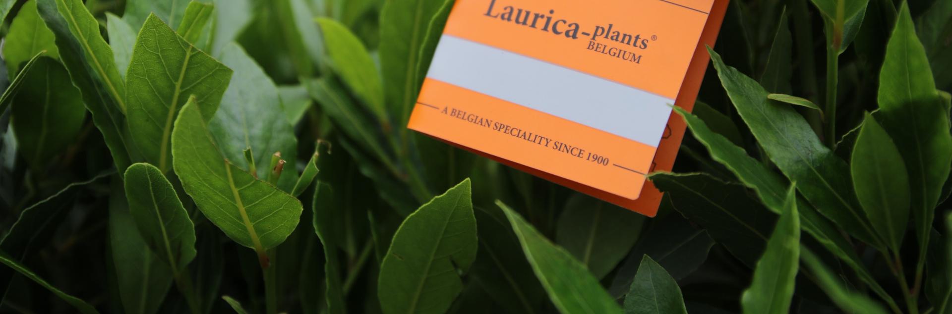 Laurica Laurica